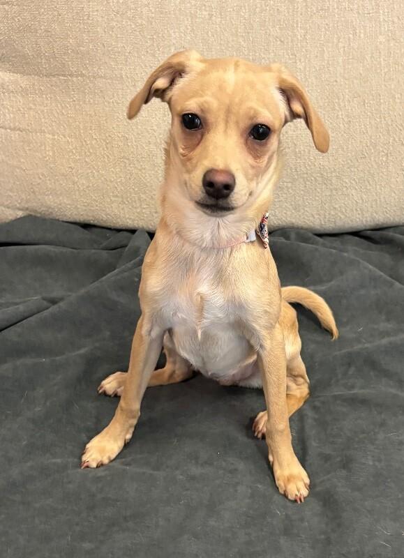 French Onion, Adoptable, Puppy Female Chihuahua & Mixed Breed.