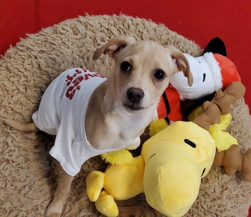 French Onion, a Adoptable mixed breed in Van Nuys, CA image 4/6