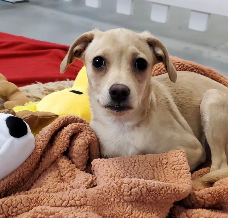 French Onion, a Adoptable mixed breed in Van Nuys, CA image 5/6