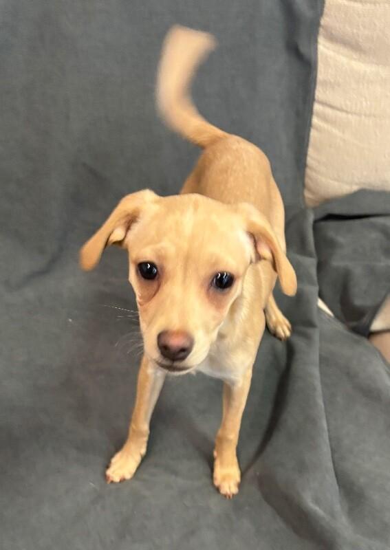 French Onion, a Adoptable mixed breed in Van Nuys, CA image 6/6
