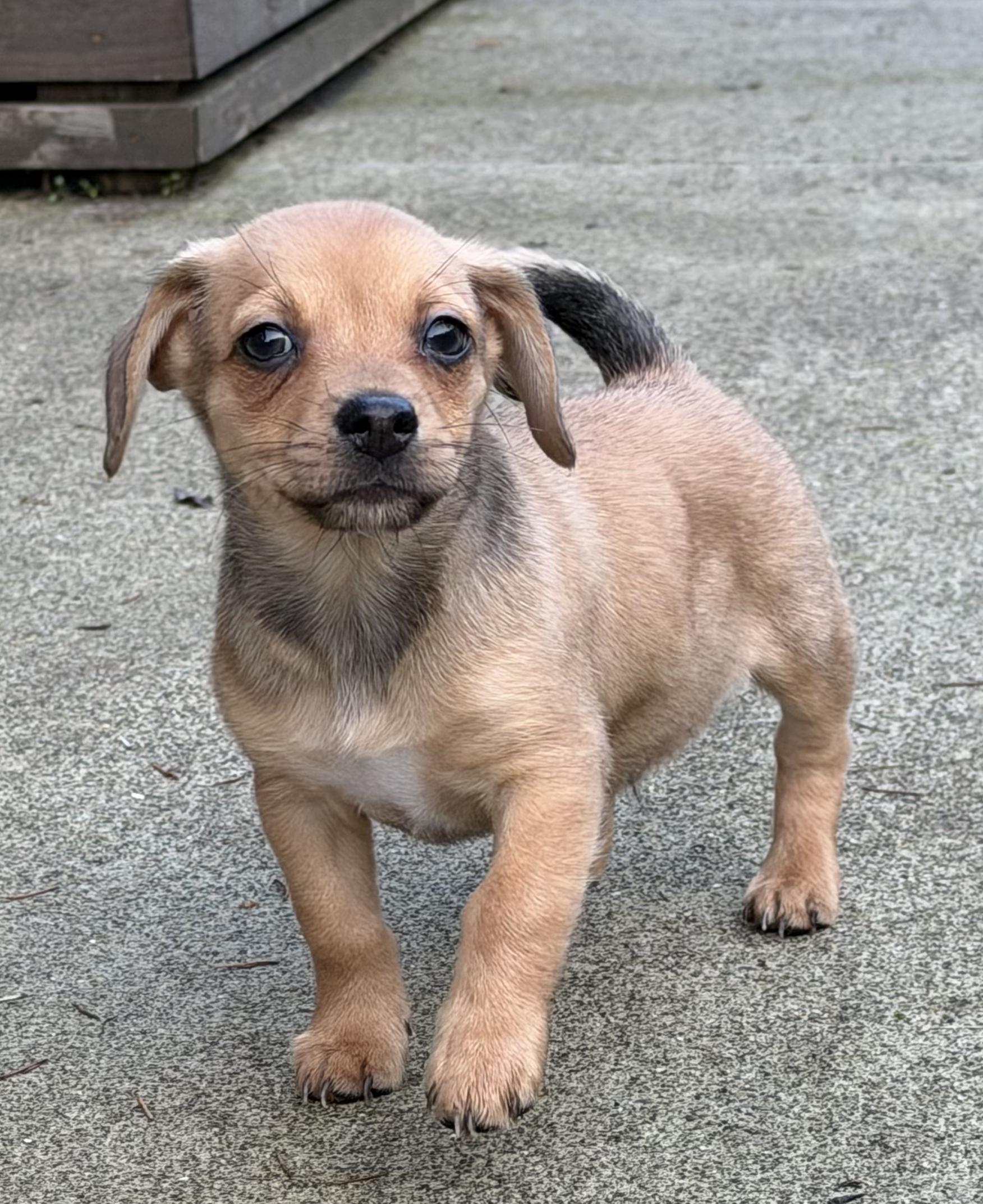 King, ADOPTABLE, Puppy Male Chiweenie.