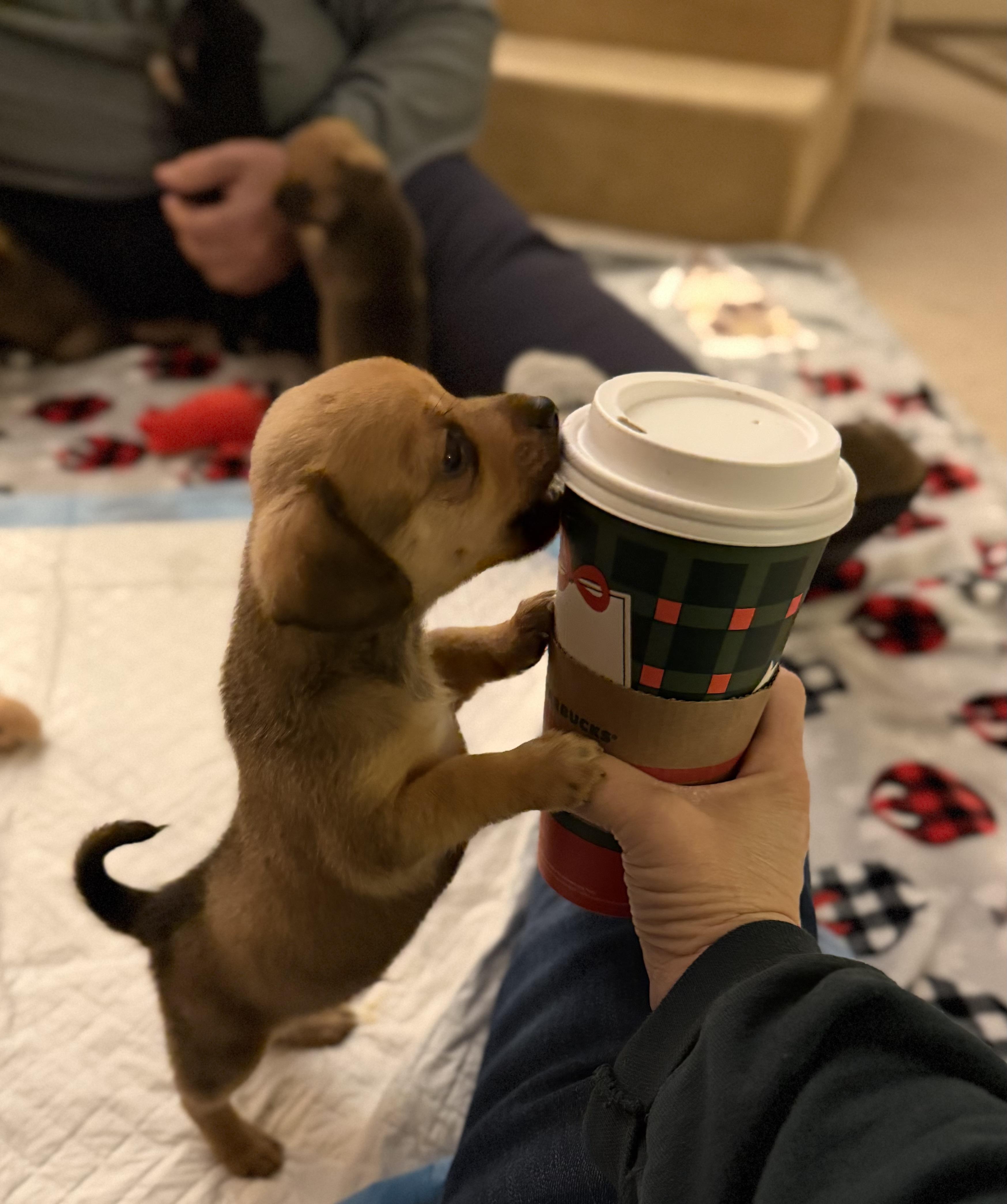 Enlarge King, a ADOPTABLE mixed breed in Olympia, WA image 2/4