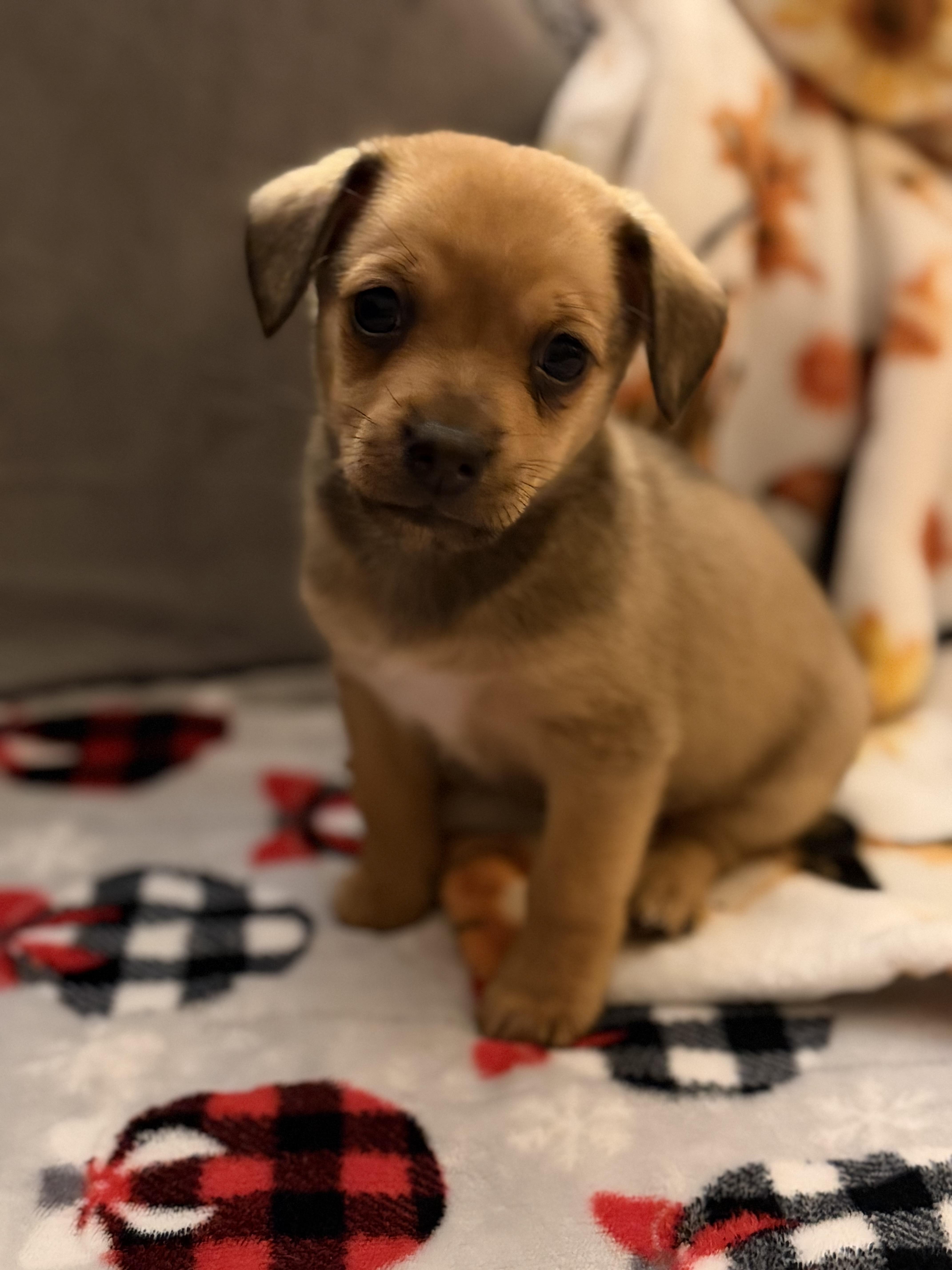 King, ADOPTABLE, Puppy Male Chihuahua.