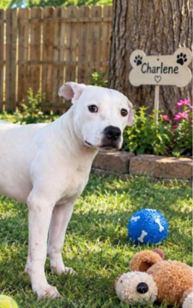 Enlarge Charlene Darling, a Adoptable mixed breed in Centralia, IL image 2/3