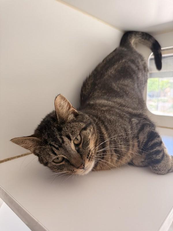 Mr. Pickles, an adopted Domestic Short Hair in Truckee, CA image 3/4