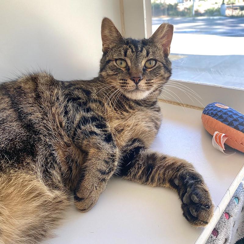 Mr. Pickles, an adopted Domestic Short Hair in Truckee, CA image 4/4