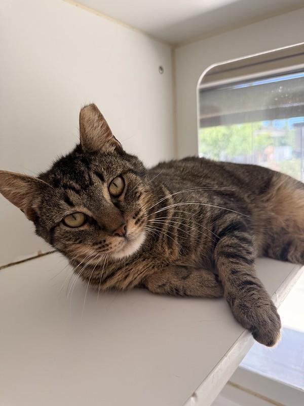 Mr. Pickles, adopted, Adult Male Domestic Short Hair.
