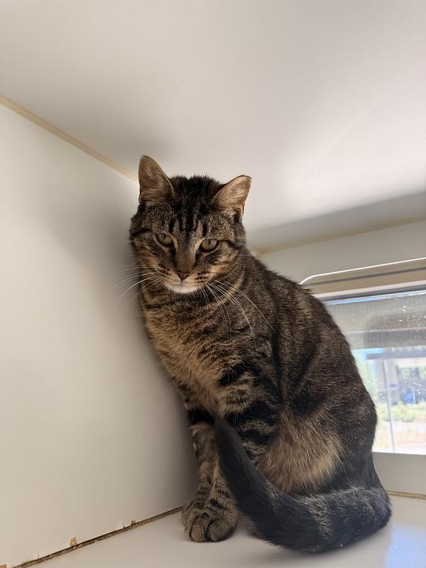 Mr. Pickles, an adopted Domestic Short Hair in Truckee, CA image 2/4