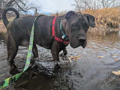 Zeus, Adoptable, Adult Male Mastiff & Mixed Breed.