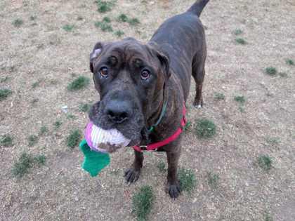 Enlarge Zeus, a Adoptable mixed breed in Boulder, CO image 1/3