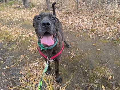 Enlarge Zeus, a Adoptable mixed breed in Boulder, CO image 2/3