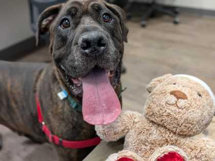 Enlarge Zeus, a Adoptable mixed breed in Boulder, CO image 3/3