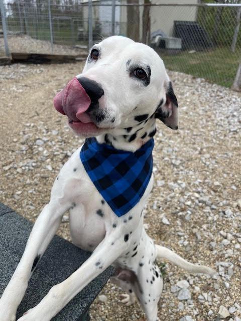 Enlarge Pongo, an adoptable Dalmatian in Centralia, IL image 2/2