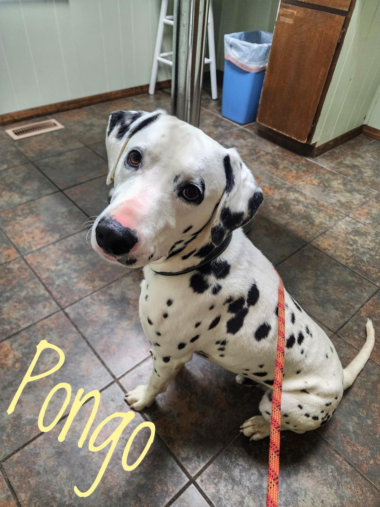 Pongo, adoptable, Adult Male Dalmatian.