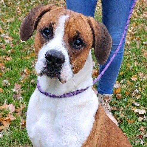 Forest, Adopted, Adult Male Boxer & Mixed Breed.