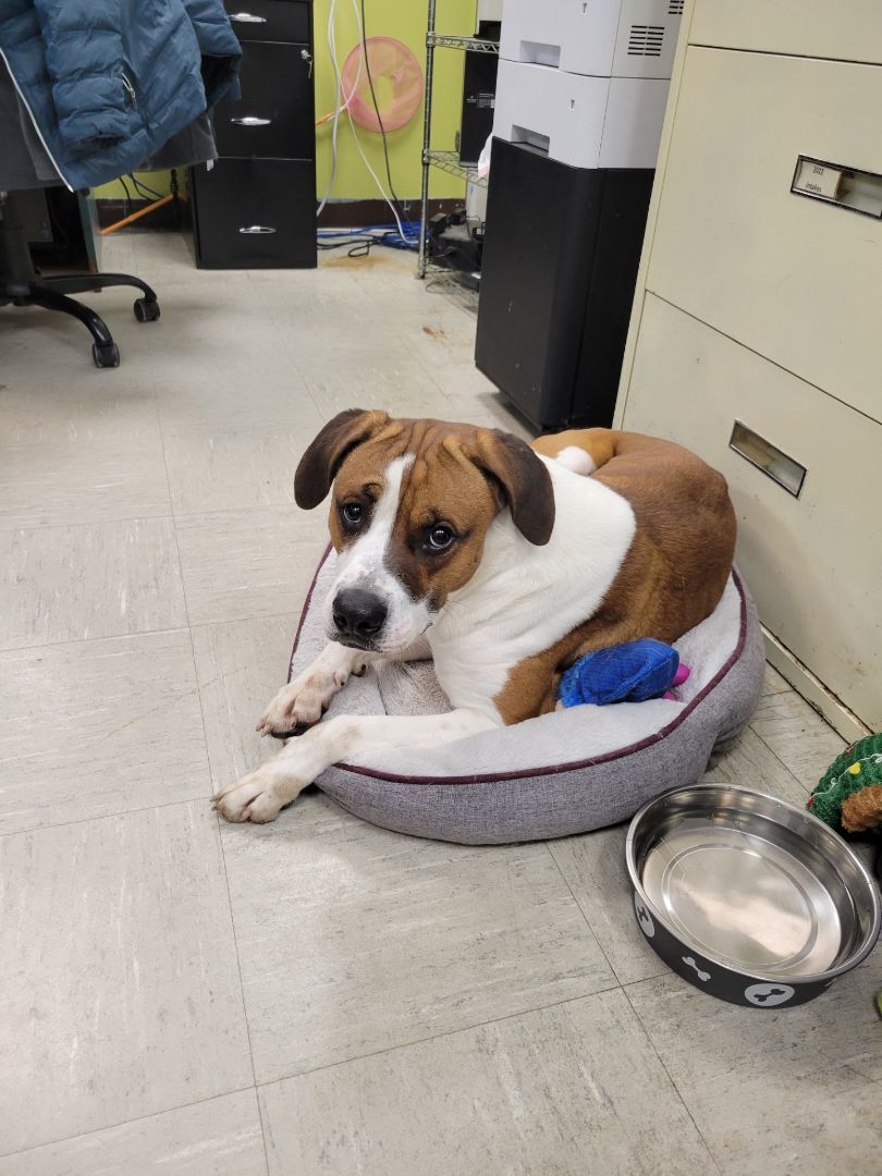 Forest, a Adopted mixed breed in Lincoln, IL image 2/2