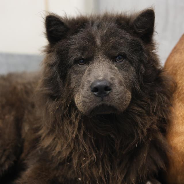 BORIS, Adoptable, Young Male Chow Chow.