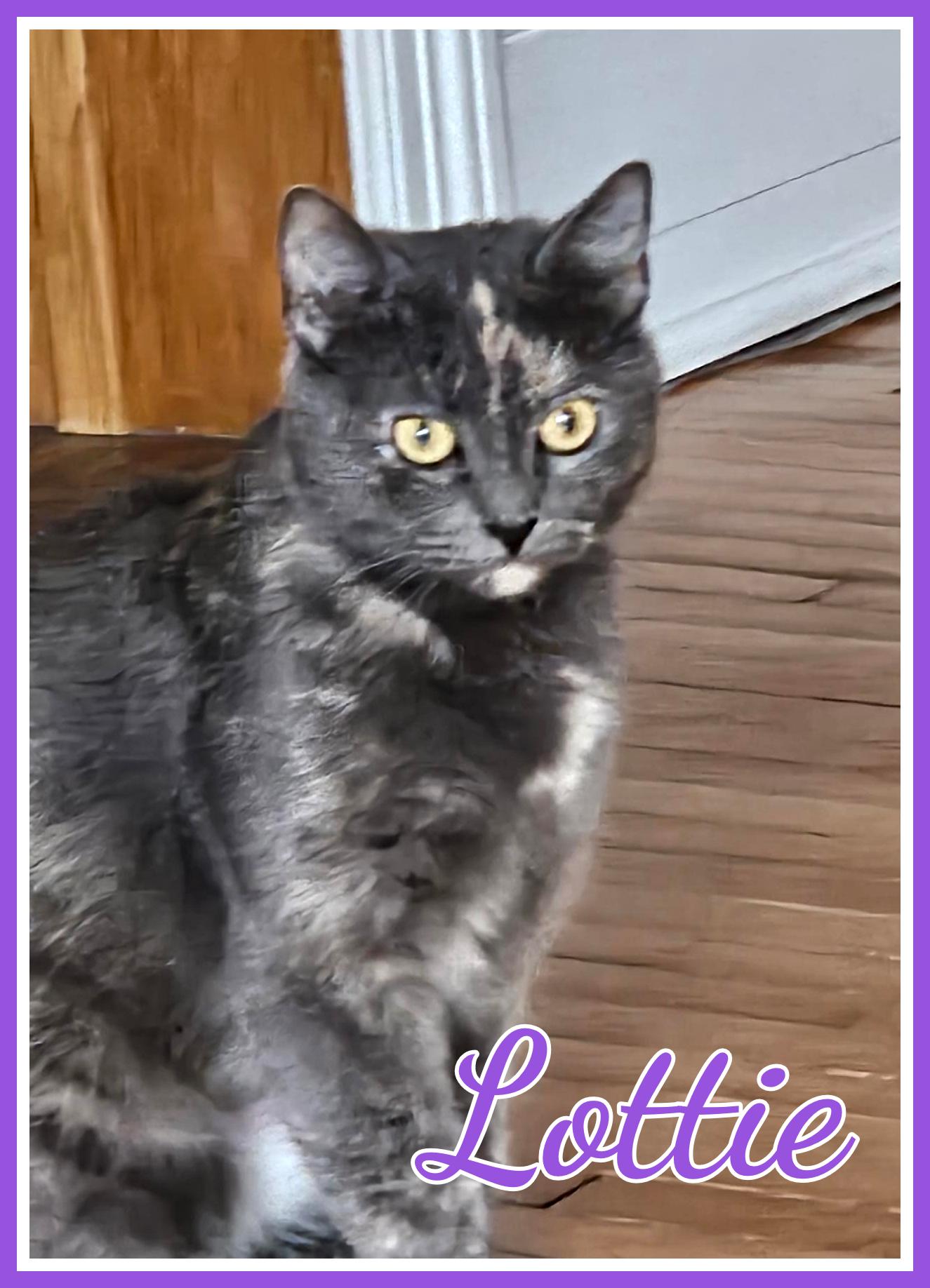 Lottie, Adoptable, Young Female Tortoiseshell.