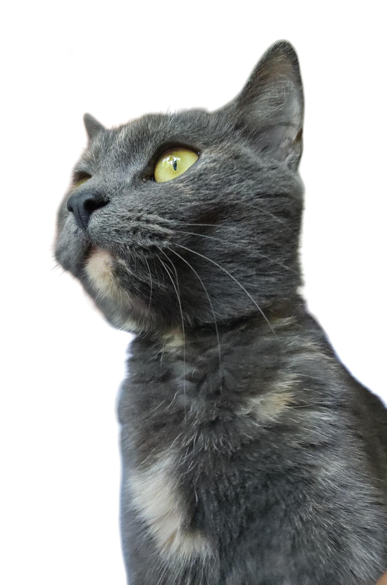 Enlarge Lottie, a Adoptable Tortoiseshell in Valley City, ND image 2/2
