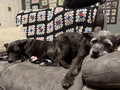 Isabelle, a Adoptable Mixed Breed in Covington, LA image 2/2