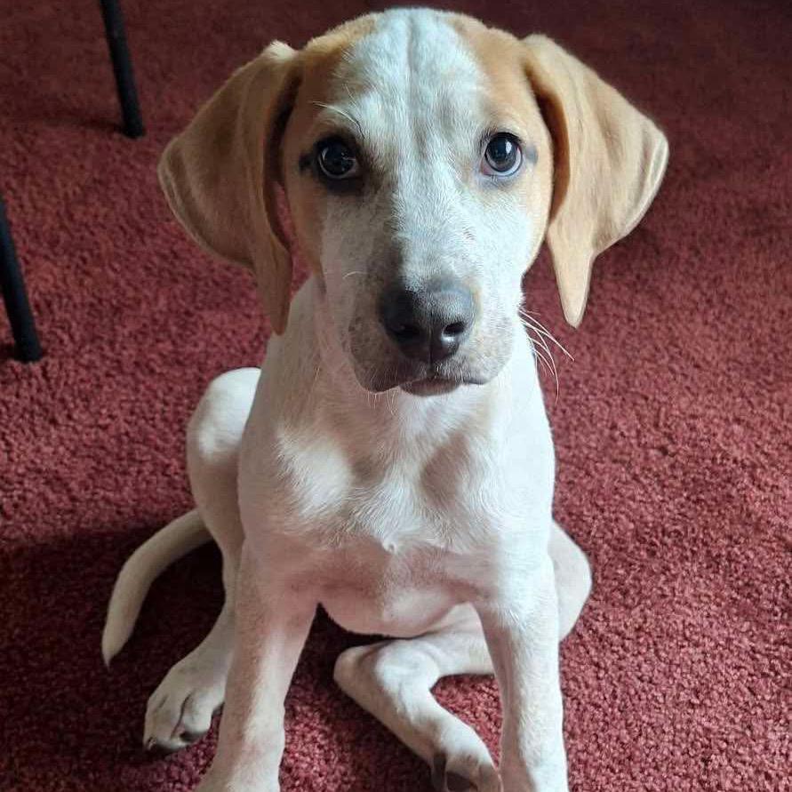 Illa, Adoptable, Puppy Female English Coonhound.