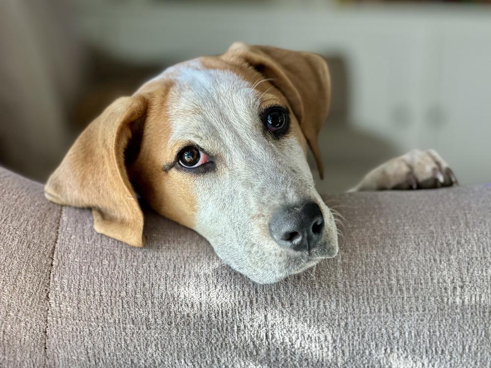 Enlarge Illa, a Adoptable mixed breed in Parker, CO image 4/6