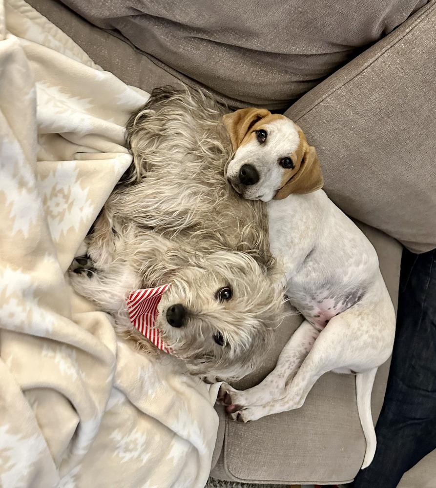 Enlarge Illa, a Adoptable mixed breed in Parker, CO image 6/6