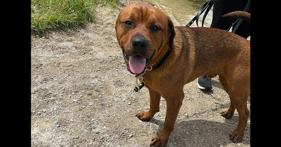 Poe, Adoptable, Young Male Mastiff.