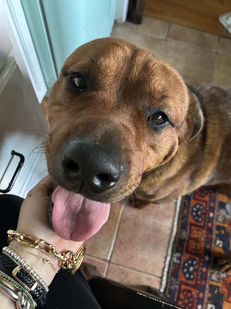 Enlarge Poe, a Adoptable Mastiff in Oswego, IL image 2/5