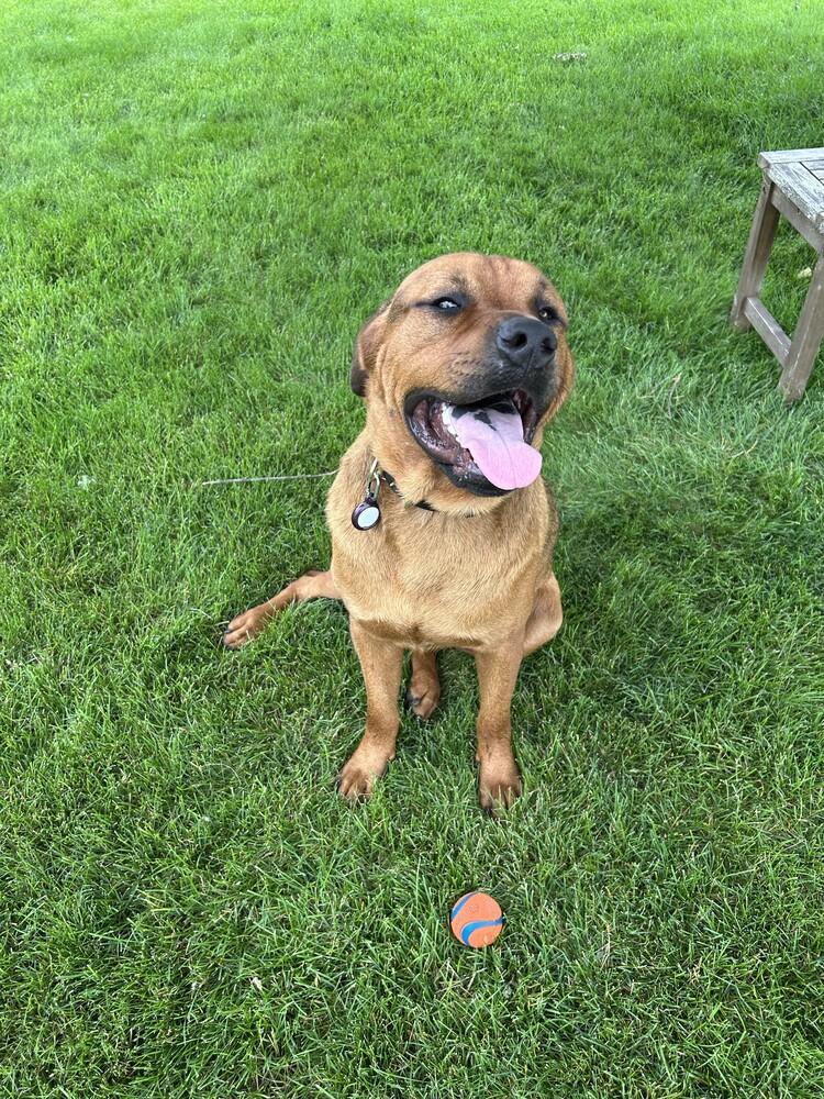 Enlarge Poe, a Adoptable Mastiff in Oswego, IL image 3/5