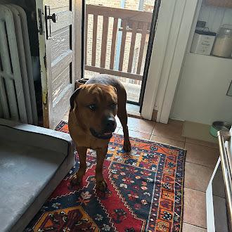 Enlarge Poe, a Adoptable Mastiff in Oswego, IL image 5/5