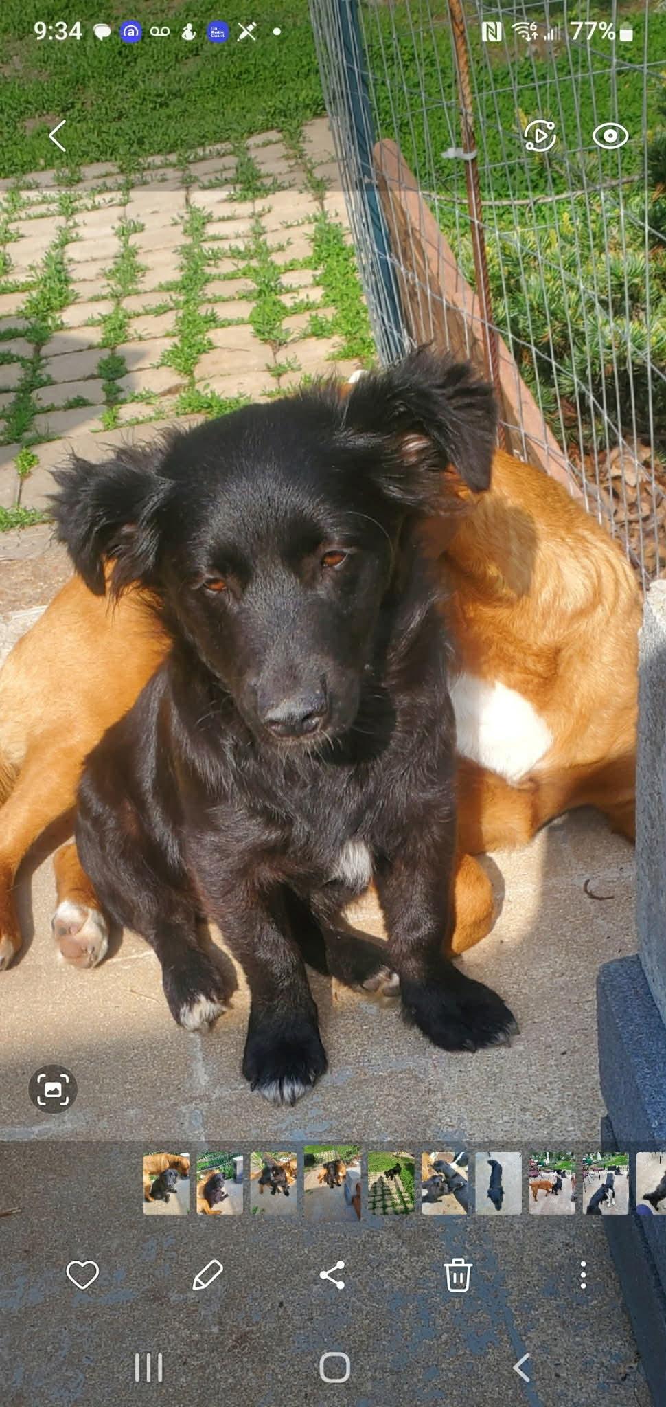 Percy, Adoptable, Puppy Male Mixed Breed.