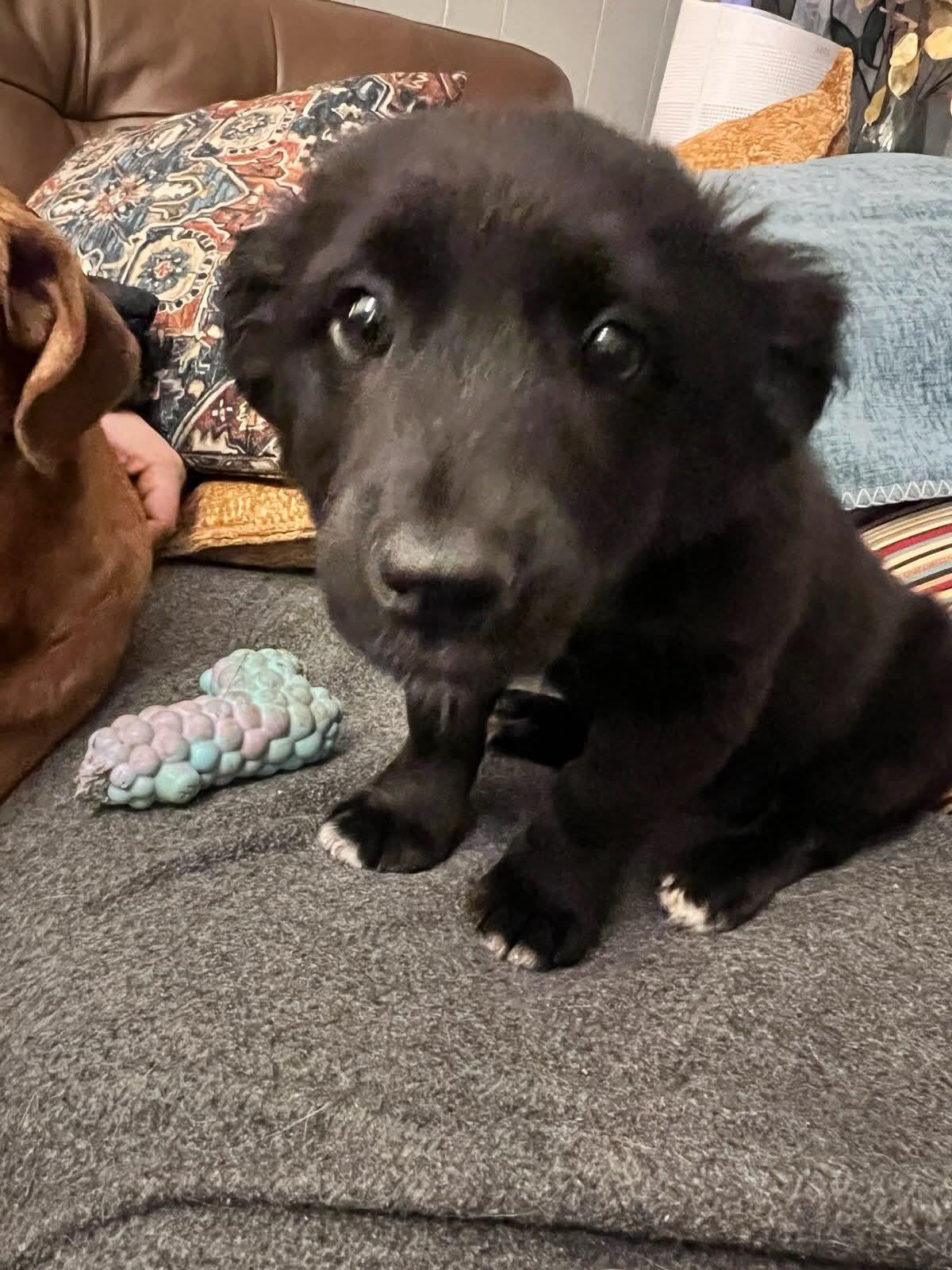 Enlarge Percy, a Adoptable Mixed Breed in Fenton, MO image 2/3