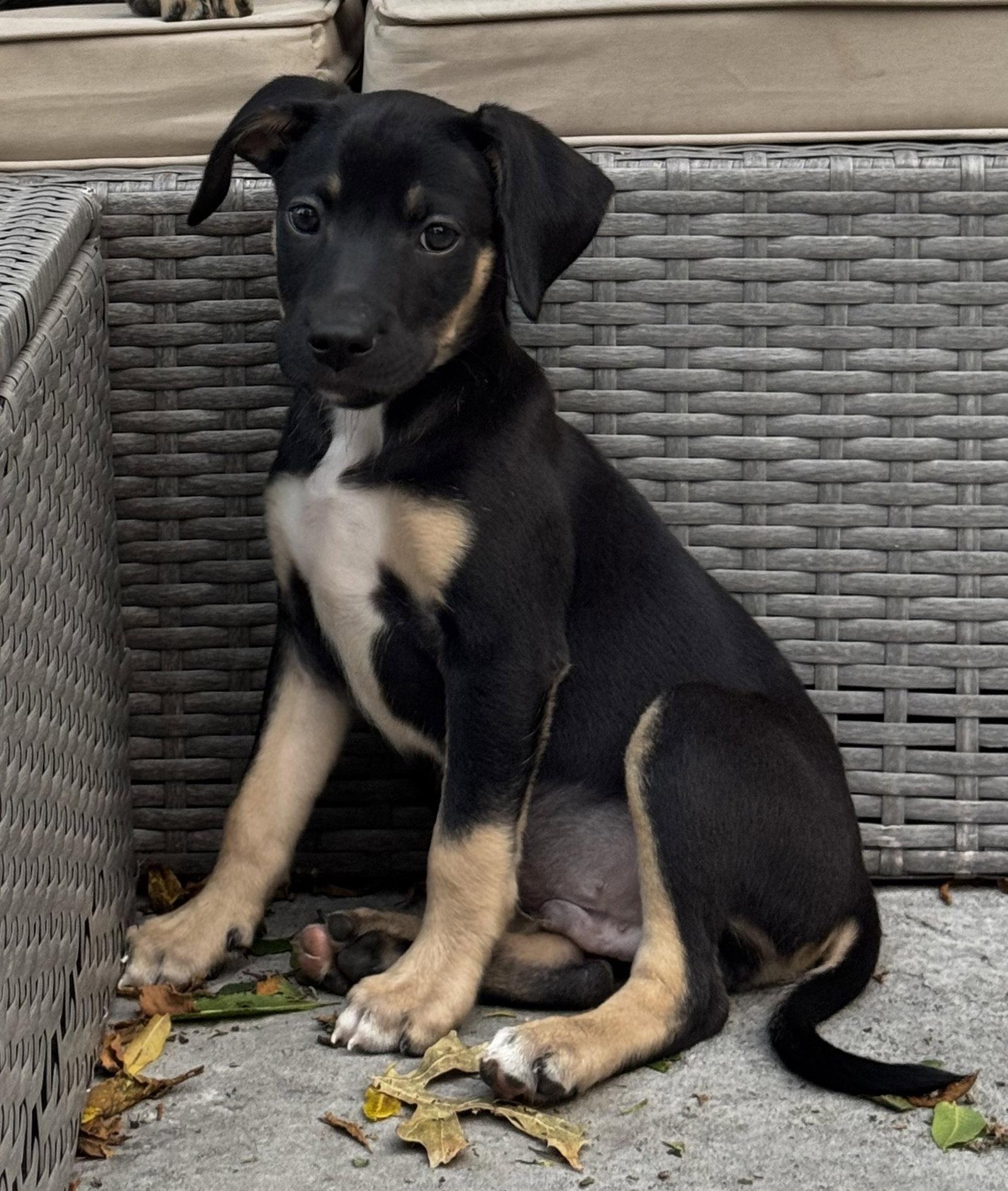 Enlarge Monte Cristo, a Adoptable Terrier in Duluth, MN image 2/3