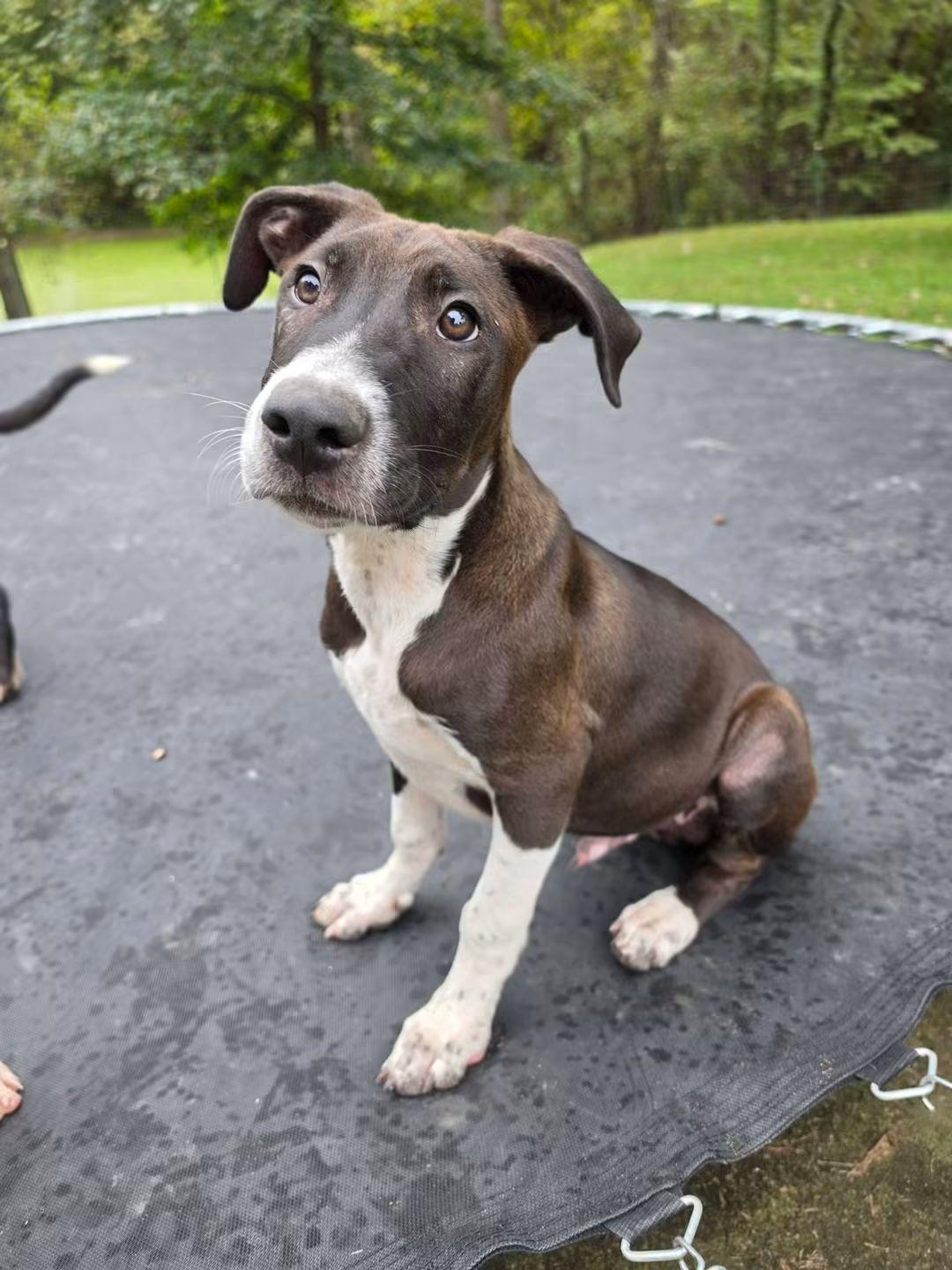 Gideon, Adoptable, Puppy Male Pit Bull Terrier.
