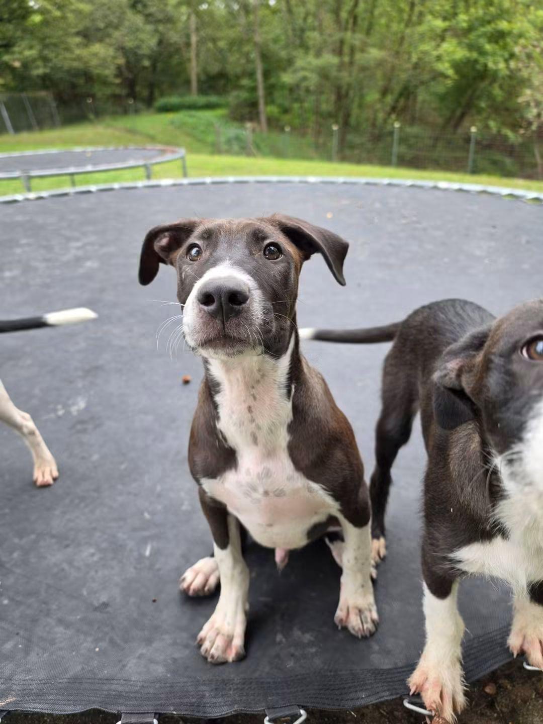Enlarge Gideon, a Adoptable mixed breed in Lexington, MO image 5/5