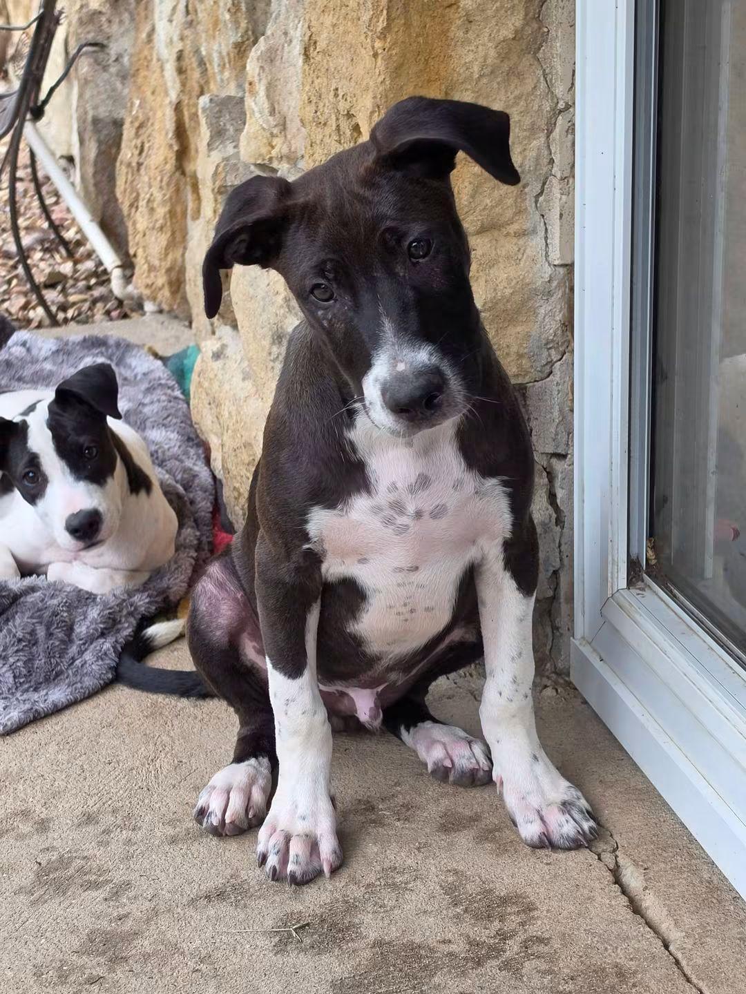 Enlarge Gideon, a Adoptable mixed breed in Lexington, MO image 2/5
