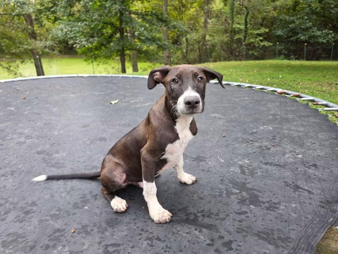 Enlarge Gideon, a Adoptable mixed breed in Lexington, MO image 3/5