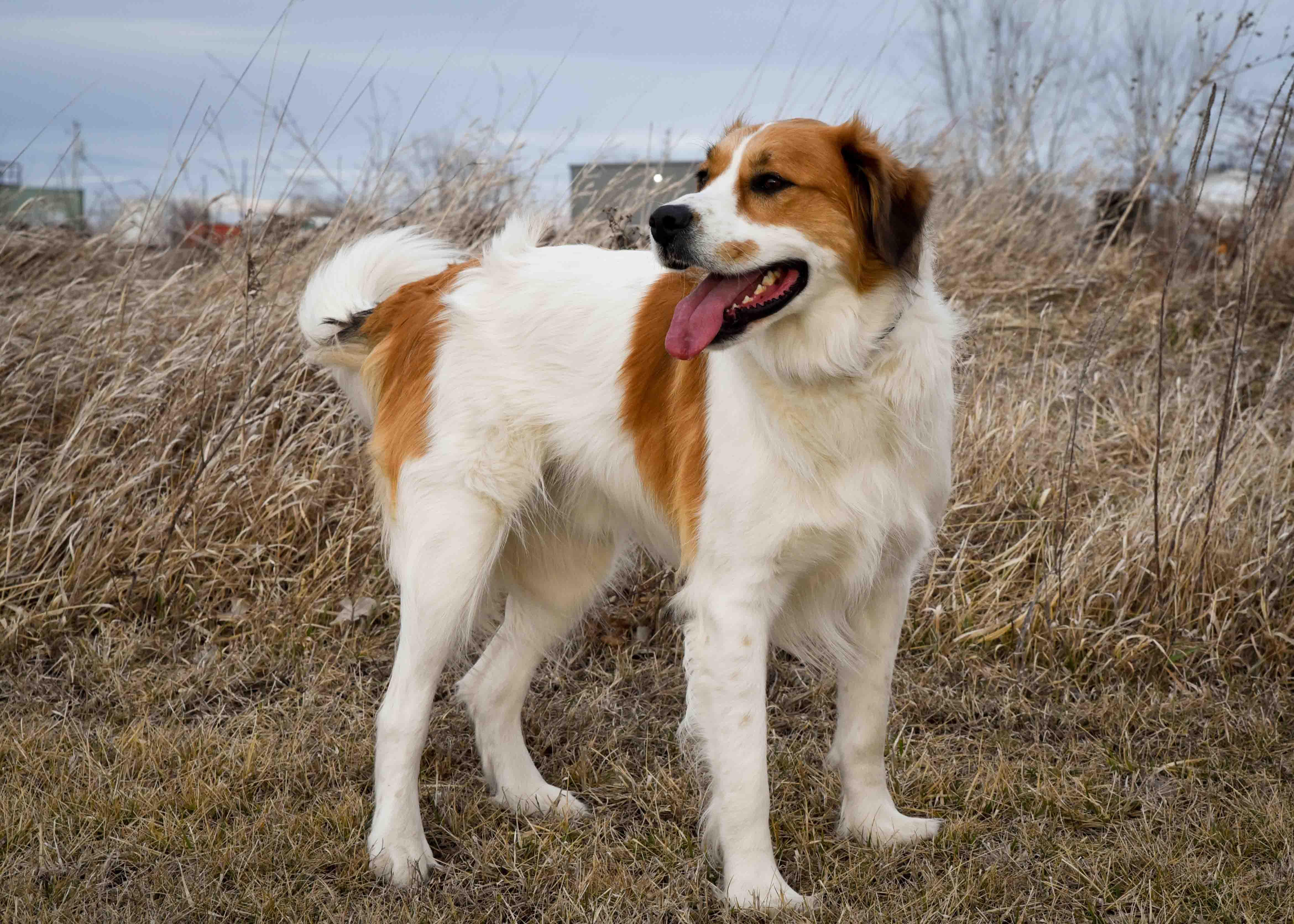 Enlarge Herkules, an adoptable mixed breed in Jefferson, IA image 3/3