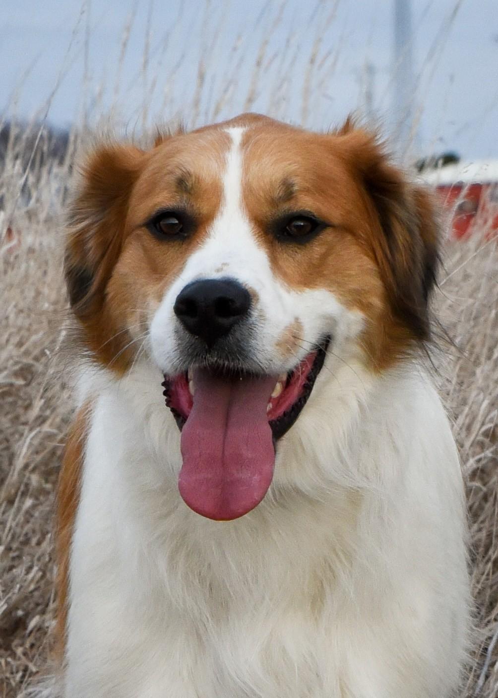 Enlarge Herkules, an adoptable mixed breed in Jefferson, IA image 2/3