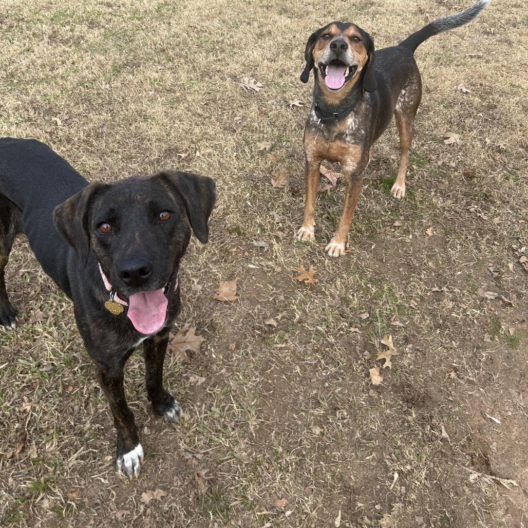 Bao, Adoptable, Adult Female Mixed Breed.