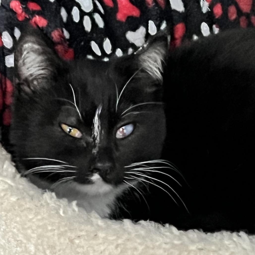 Tootsie, a Adoptable Domestic Short Hair in Rochester, MN image 1/6