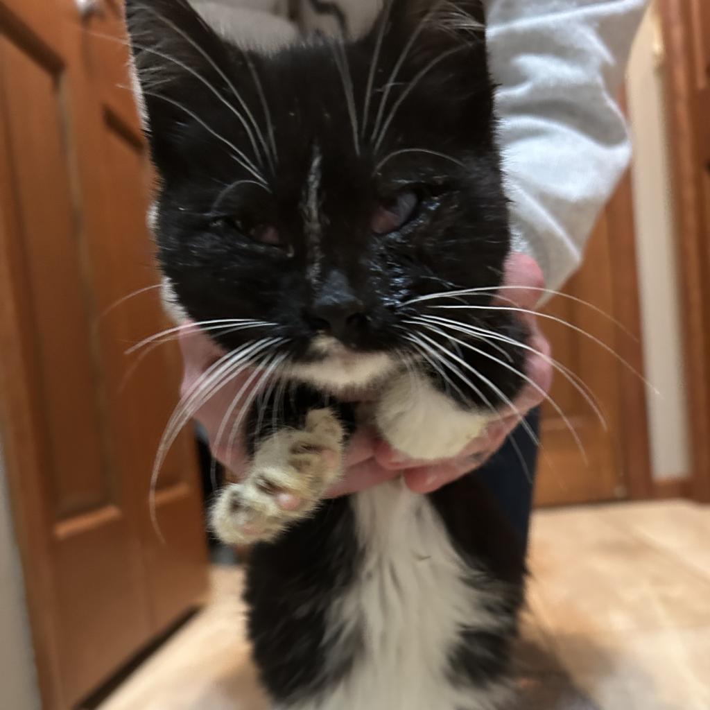 Tootsie, a Adoptable Domestic Short Hair in Rochester, MN image 2/6