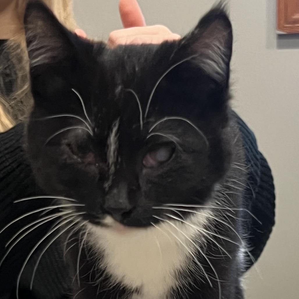 Tootsie, a Adoptable Domestic Short Hair in Rochester, MN image 3/6