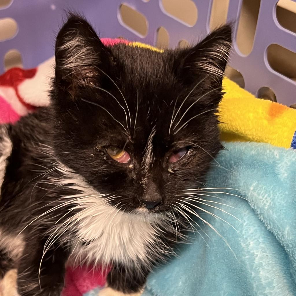 Tootsie, a Adoptable Domestic Short Hair in Rochester, MN image 4/6