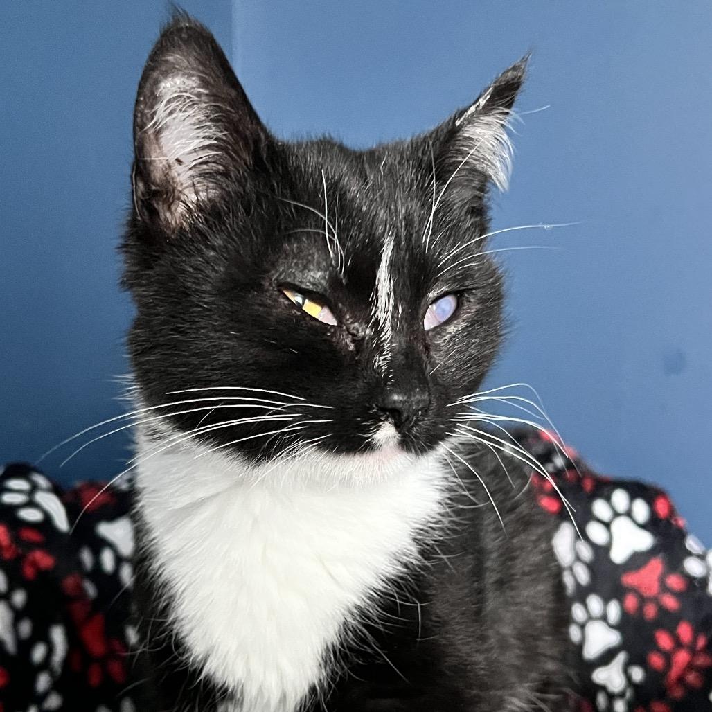 Tootsie, a Adoptable Domestic Short Hair in Rochester, MN image 5/6