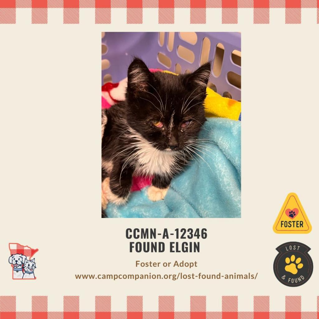 Tootsie, a Adoptable Domestic Short Hair in Rochester, MN image 6/6