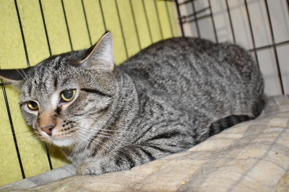 Ziggy, Adoptable, Adult Male Tabby & Domestic Short Hair.
