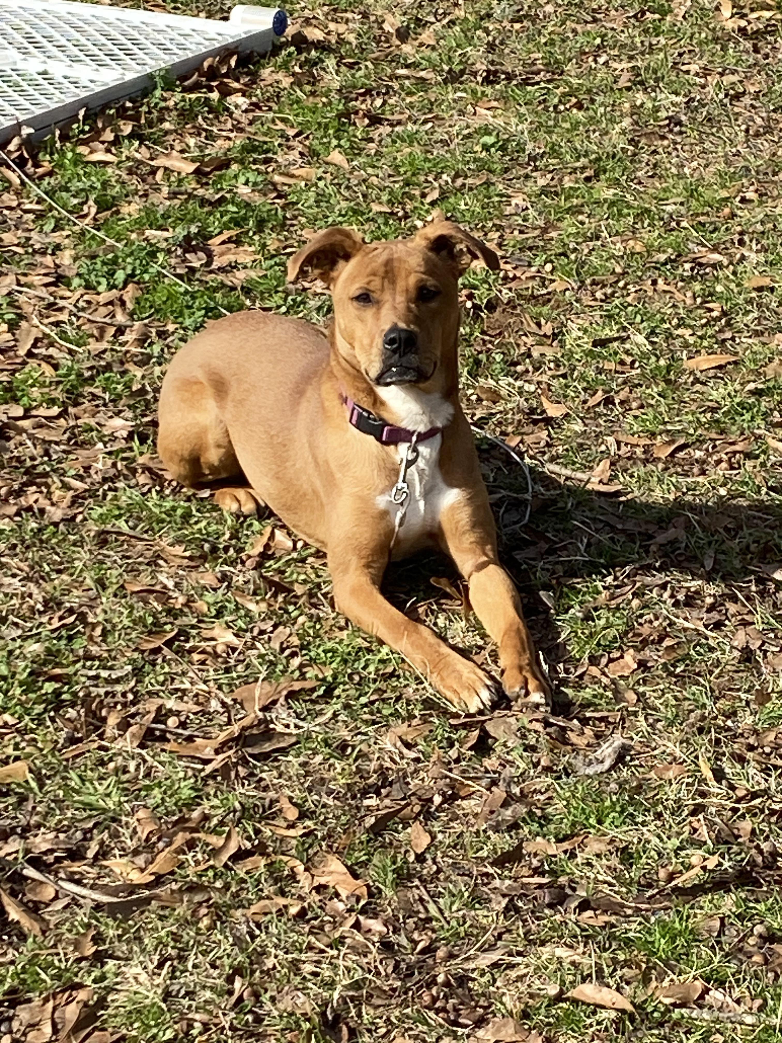 Enlarge BROWNIE, a Adoptable mixed breed in Homewood, AL image 1/1