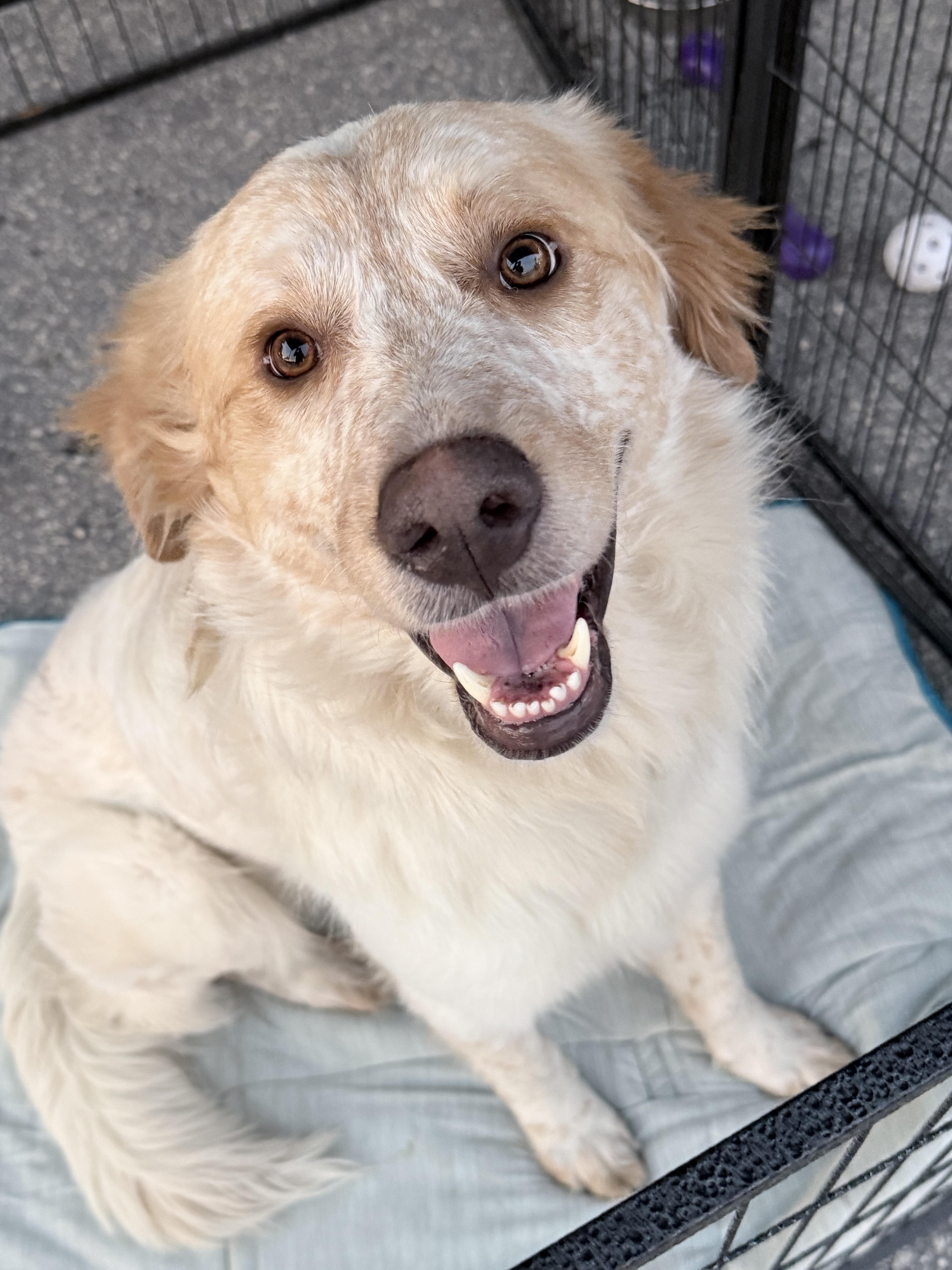 Enlarge Smores , a ADOPTABLE mixed breed in Lutz, FL image 2/4